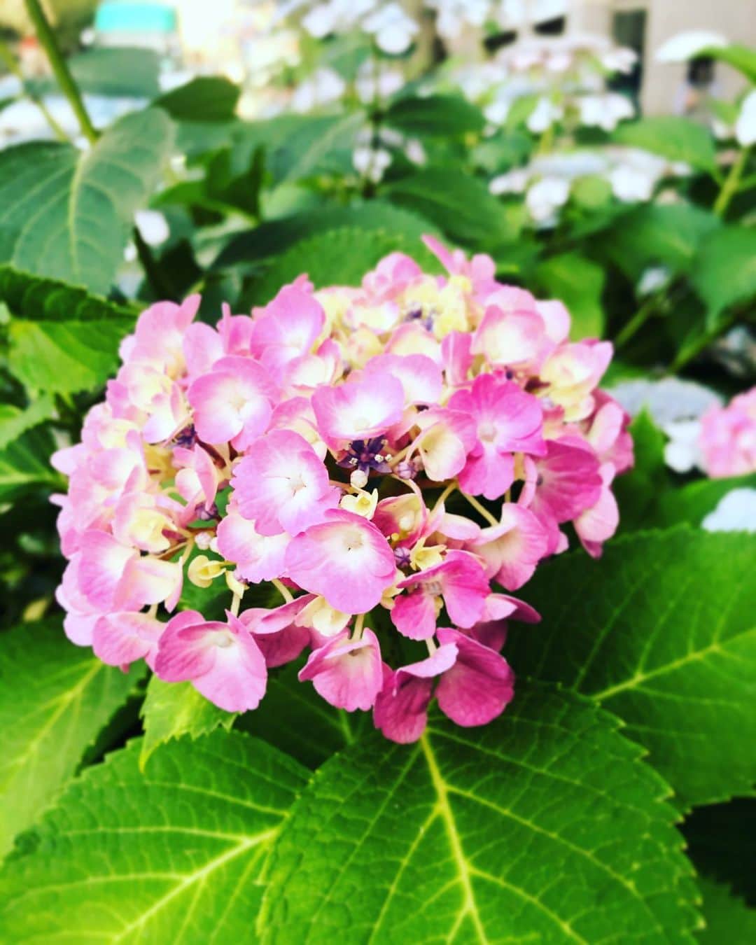 大越かず江さんのインスタグラム写真 - (大越かず江Instagram)「☔🐌梅雨🐌☔ ピンクの紫陽花は『元気な女性』という花言葉があるんですよ(◡‿◡ฺ✿)❁⃘*.ﾟ⤴︎ ⤴︎⤴︎ 私も負けずに今日も元気(・∀・و)！ ☔🐌 Rainy season 🐌☔ The pink hydrangea has a flower word that says "a healthy woman" (◡‿◡ฺ✿)❁⃘*.゜⤴︎ ⤴︎⤴︎ I'm fine without losing too (・∀・و)! #トレーニング女子 #trainingday #sexy #セクシー系 #ジム女子 #loveislove #dream #梅雨 #女優好きな人と繋がりたい #美意識高い人と繋がりたい #コスメ好きさんと繋がりたい #rainyseason #幸福 #happy #東京 #tokyo #日本 #japan #おうち時間 #hometime #コロナに負けるな #世界平和 #ウォーキング女子 #美魔女モデル #actress #followforfollowback #紫陽花 #loveyou #筋トレ女子 #ダイエット仲間」6月15日 21時38分 - bluemoonseasky