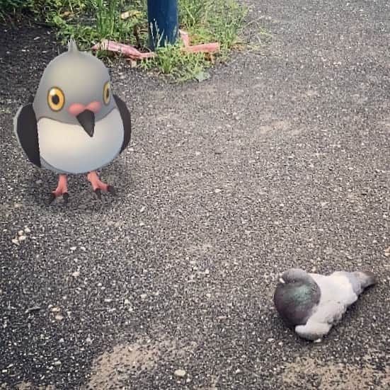 睦さんのインスタグラム写真 睦instagram 見つめ合う 鳩とマメパト ポケットモンスター Pocketmonsters ポケモン ポケモンゴー ポケモンgo Pokemon Pokemongo ポケモンゴー散歩 ポケモンgo散歩 マメパト Pikachu ピカチュー 相棒 パートナー