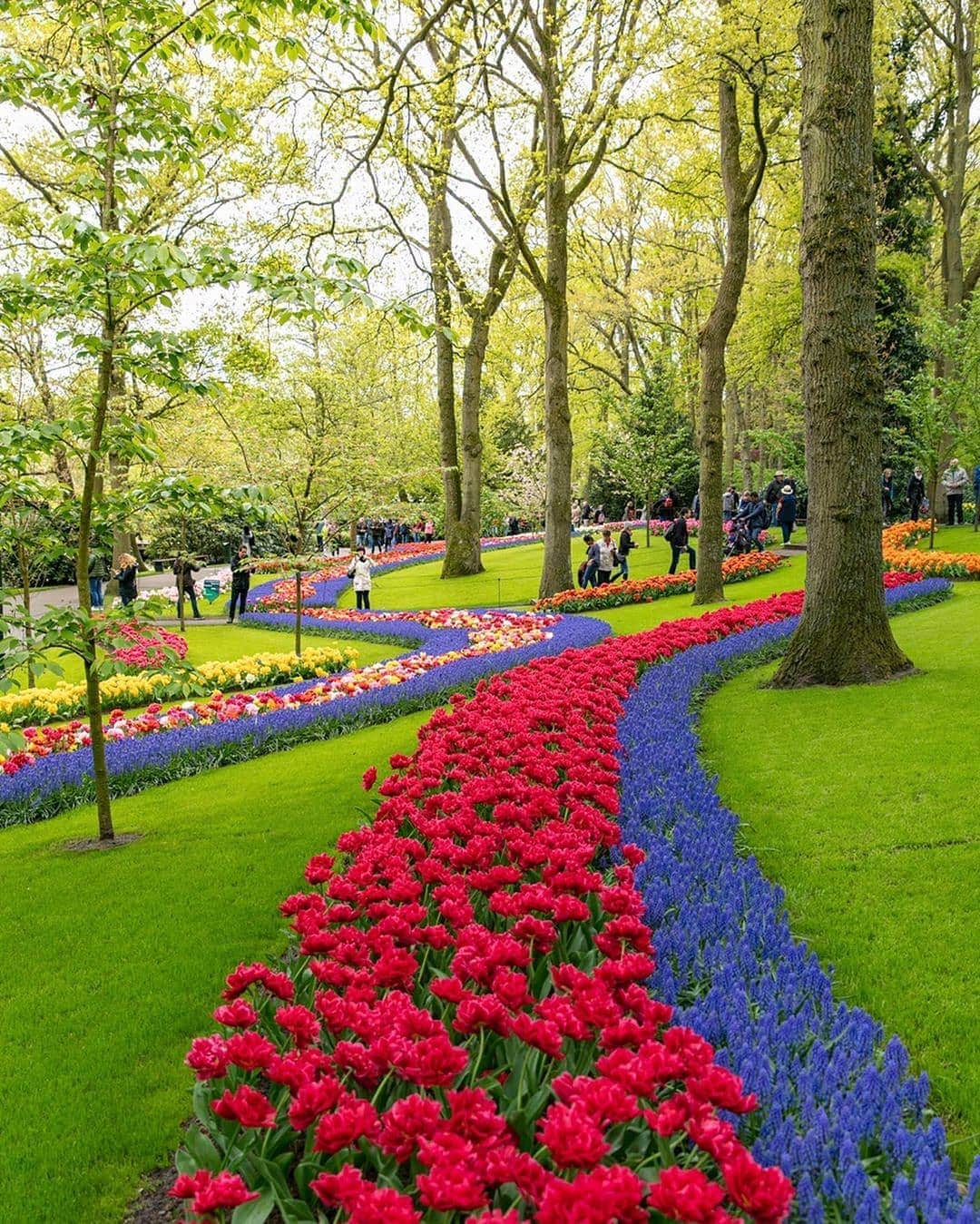 BEAUTIFUL DESTINATIONSさんのインスタグラム写真 - (BEAUTIFUL DESTINATIONSInstagram)「If you love tulips you're going to need to take a trip to the Netherlands! 🌷Keukenhof is one of the world's largest flower gardens and approximately 7 million flower bulbs are planted in the gardens annually! ✨💐Tag a flower-loving friend in the comments to make their day. (📸: @sennarelax 📍: Keukenhof Tulip Gardens, Netherlands)」6月15日 21時49分 - beautifuldestinations