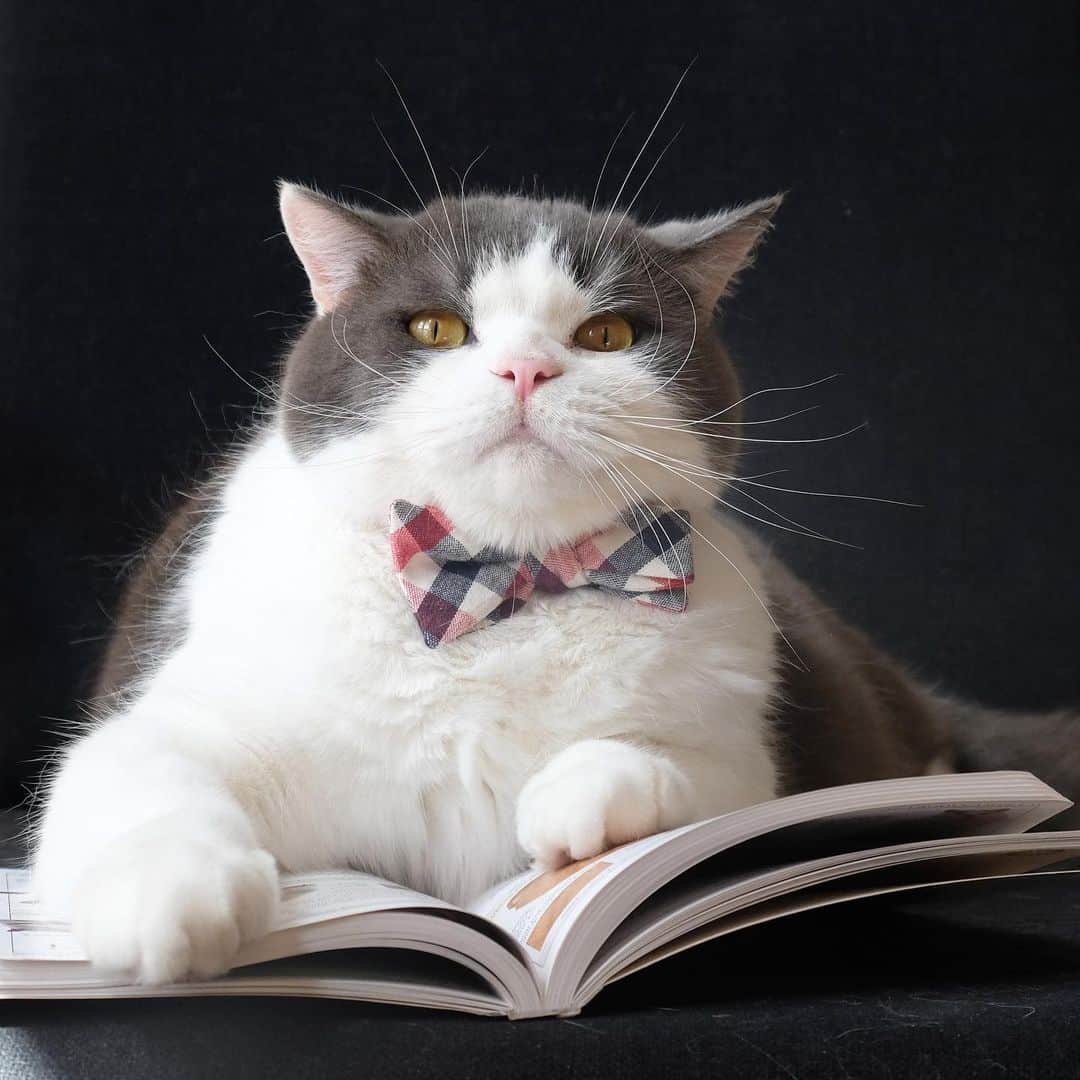catinberlinさんのインスタグラム写真 - (catinberlinInstagram)「You need to turn the page, human. 🙄 www.catinberlin.com」6月15日 22時10分 - catinberlin