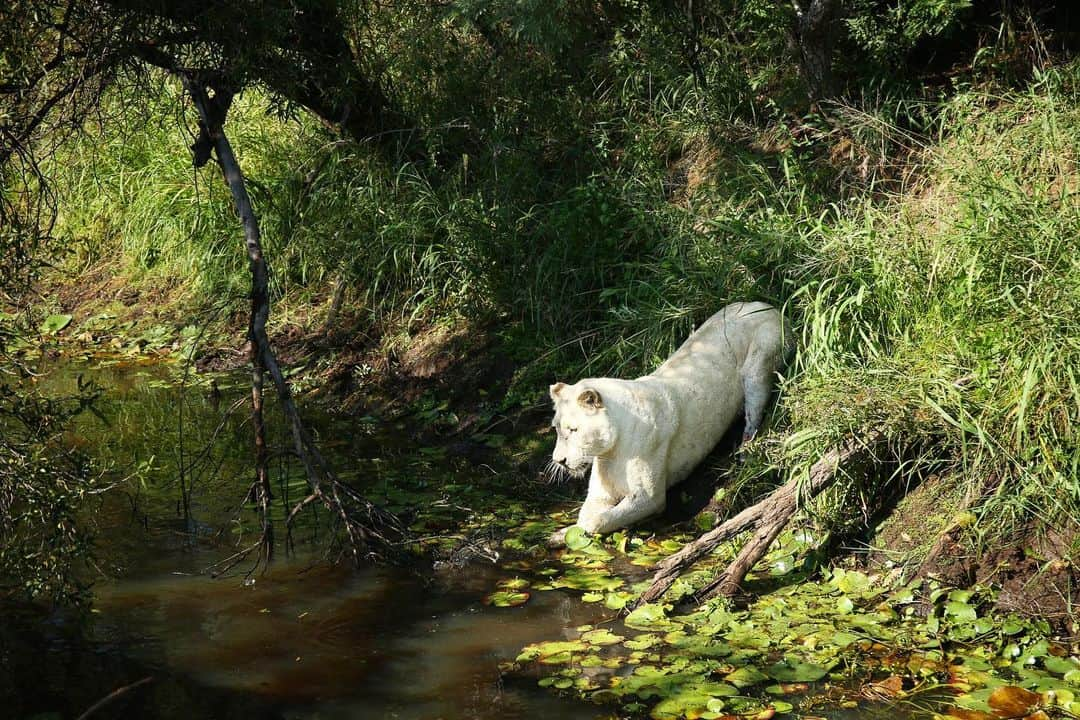 Kevin Richardson LionWhisperer さんのインスタグラム写真 - (Kevin Richardson LionWhisperer Instagram)「Neige just being Neige and having fun playing in the water. Every now and again there’s a lion that bucks the trend and actually enjoys being in and around water.」6月15日 22時15分 - lionwhisperersa