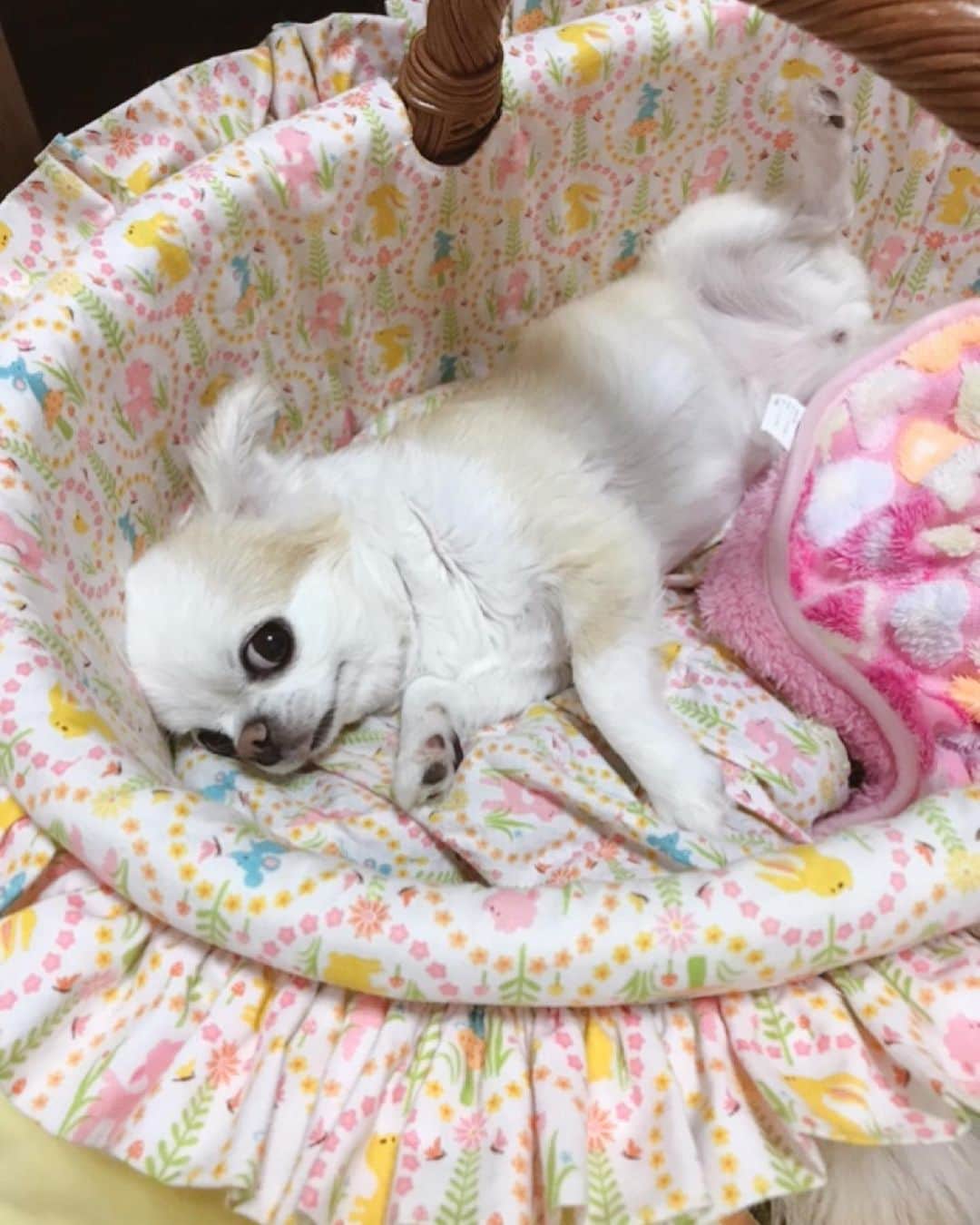 ∞maki∞??????さんのインスタグラム写真 - (∞maki∞??????Instagram)「2020.6.15 ピノ♡サラ♡オミ♡ ・ ・ ・ カゴの中でまったりなピノ〜 そっと撮りに行ったけど 写りたがりなふたりに秒で見つかった😂💗✨ ・ ・ ・ #動画#Movie#わちゃわちゃ#dog#Chihuahua#Chihuahualove#Chihuahualife#instaChihuahua#IGersJP#all_dog_japan#happy#cute#love#犬#愛犬#イヌスタグラム#ちわすたぐらむ#チワワ#ロングコートチワワ#多頭飼い#可愛い#癒し#幸せ#Goodnight#おやすみ #ﾋﾟﾉｻﾗｵﾐ」6月15日 22時17分 - maki_dfpso