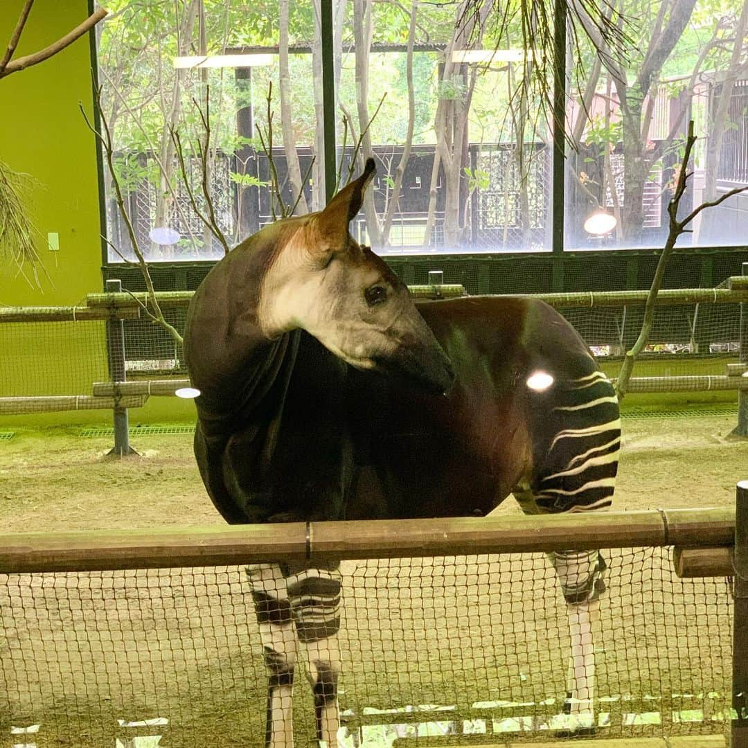 福井晶一さんのインスタグラム写真 - (福井晶一Instagram)「オカピは見れた！  #よこはま動物園ズーラシア  #オカピ」6月15日 22時17分 - shoichi.fukui