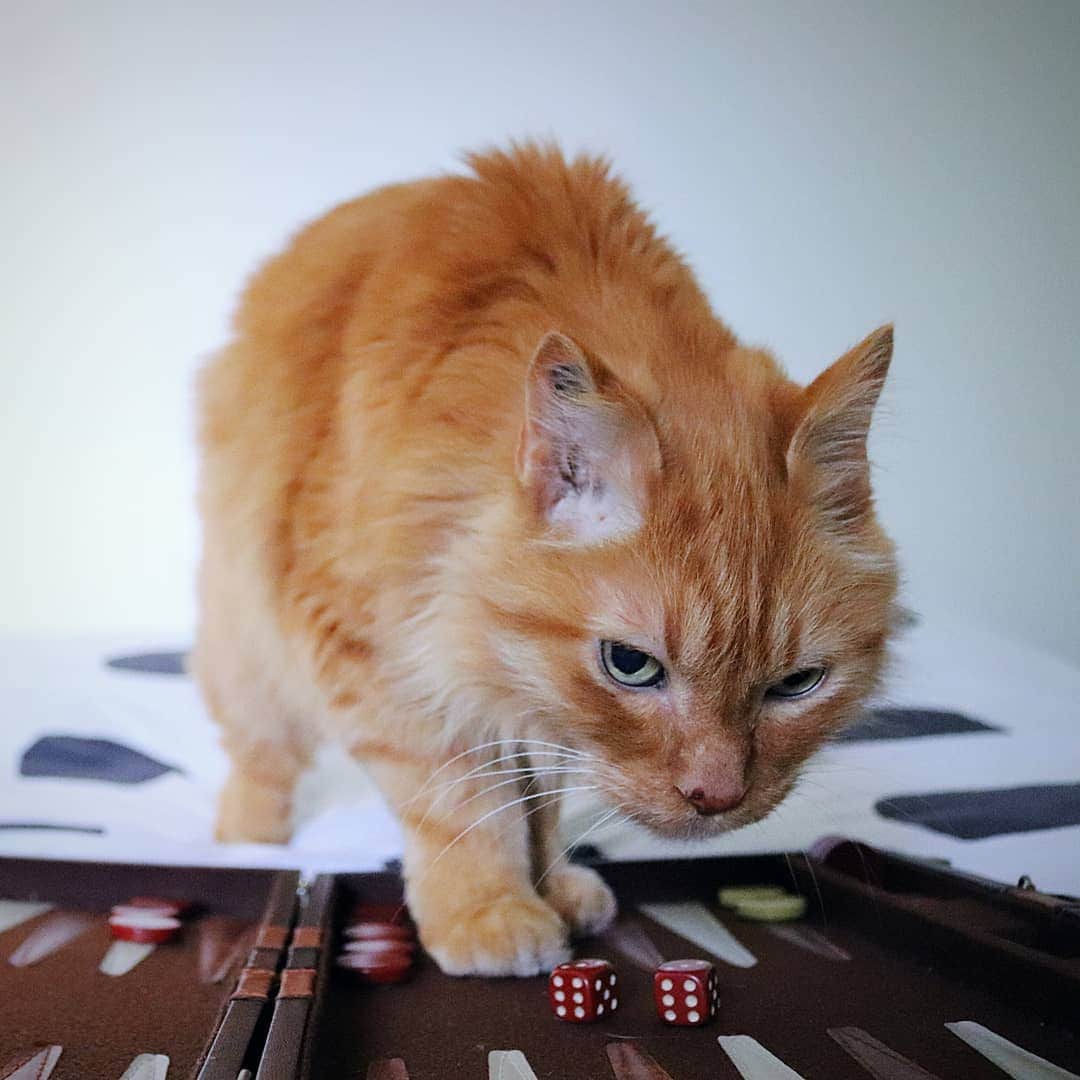 Homer Le Miaou & Nugget La Nugさんのインスタグラム写真 - (Homer Le Miaou & Nugget La NugInstagram)「Wanna play? 😸 Who is a backgammon player here? Humom and i are! Well, i mostly try to eat the dice or start a nap on the board when she tries to play but that's called support, isn't it?!? #MaybeThatsMyStrategy」6月15日 22時26分 - homer_le_chat