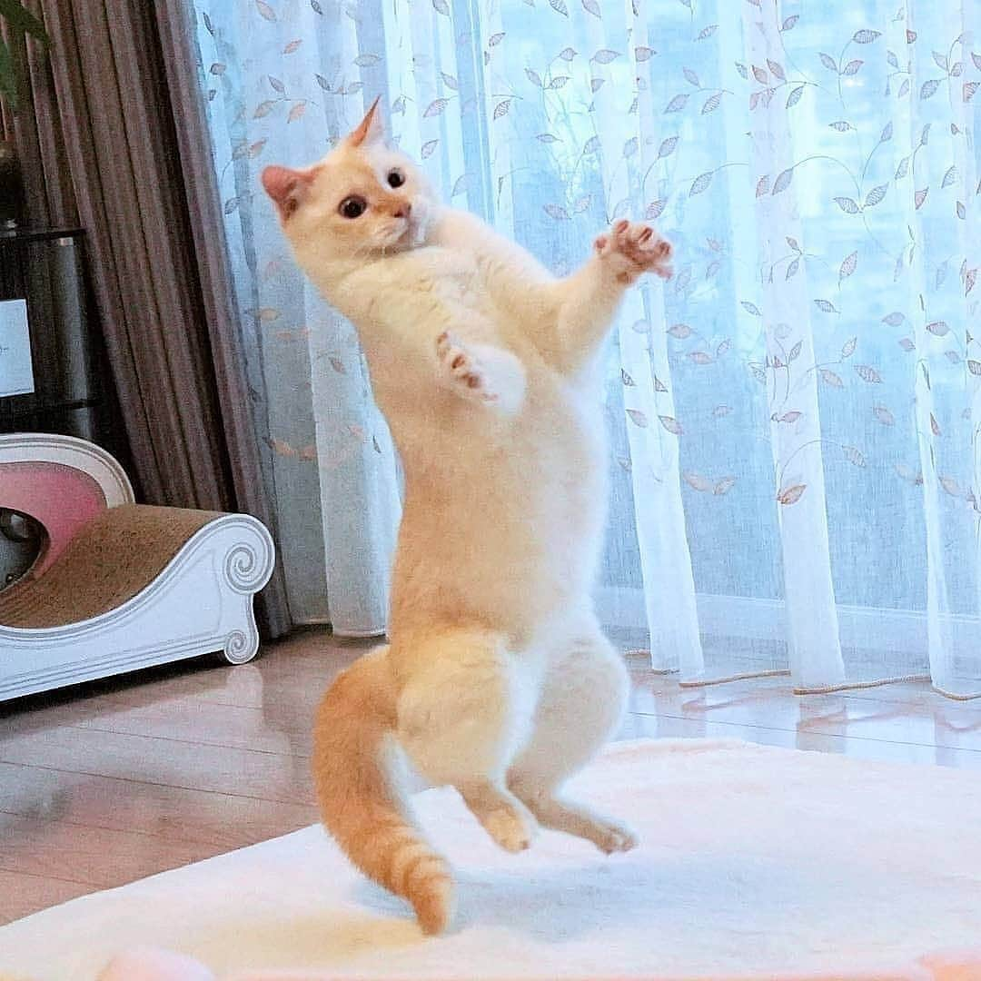 Cute baby animal videos picsさんのインスタグラム写真 - (Cute baby animal videos picsInstagram)「Morning exercise 1-2-3... From @wakaponsan . . .  #cats #catsofinstagram #cat #of #catstagram #instagram #catlover #instacat #catlovers #pets #kittens #meow #kitten #kitty #catoftheday #dogs #world #cute #love #animals #pet」6月15日 22時36分 - cutie.animals.page