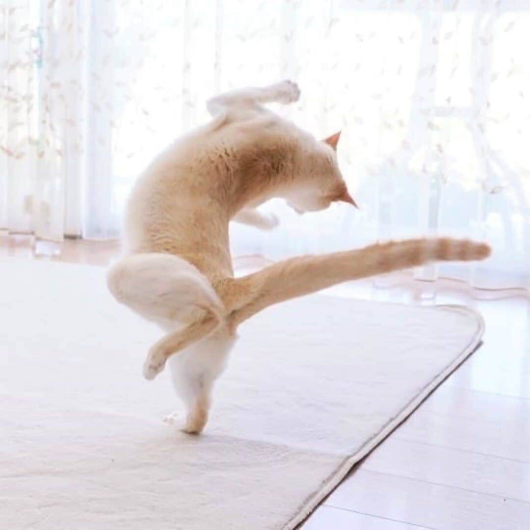 Cute baby animal videos picsさんのインスタグラム写真 - (Cute baby animal videos picsInstagram)「Morning exercise 1-2-3... From @wakaponsan . . .  #cats #catsofinstagram #cat #of #catstagram #instagram #catlover #instacat #catlovers #pets #kittens #meow #kitten #kitty #catoftheday #dogs #world #cute #love #animals #pet」6月15日 22時36分 - cutie.animals.page