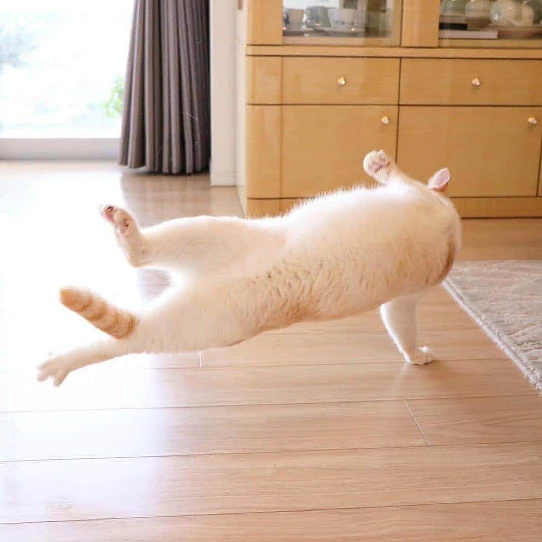 Cute baby animal videos picsさんのインスタグラム写真 - (Cute baby animal videos picsInstagram)「Morning exercise 1-2-3... From @wakaponsan . . .  #cats #catsofinstagram #cat #of #catstagram #instagram #catlover #instacat #catlovers #pets #kittens #meow #kitten #kitty #catoftheday #dogs #world #cute #love #animals #pet」6月15日 22時36分 - cutie.animals.page