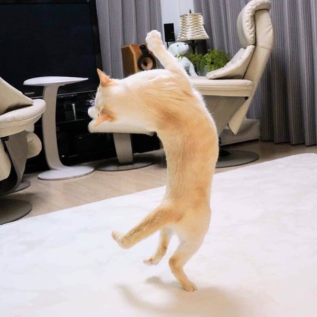 Cute baby animal videos picsさんのインスタグラム写真 - (Cute baby animal videos picsInstagram)「Morning exercise 1-2-3... From @wakaponsan . . .  #cats #catsofinstagram #cat #of #catstagram #instagram #catlover #instacat #catlovers #pets #kittens #meow #kitten #kitty #catoftheday #dogs #world #cute #love #animals #pet」6月15日 22時36分 - cutie.animals.page