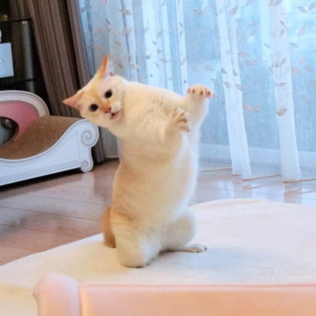 Cute baby animal videos picsさんのインスタグラム写真 - (Cute baby animal videos picsInstagram)「Morning exercise 1-2-3... From @wakaponsan . . .  #cats #catsofinstagram #cat #of #catstagram #instagram #catlover #instacat #catlovers #pets #kittens #meow #kitten #kitty #catoftheday #dogs #world #cute #love #animals #pet」6月15日 22時36分 - cutie.animals.page