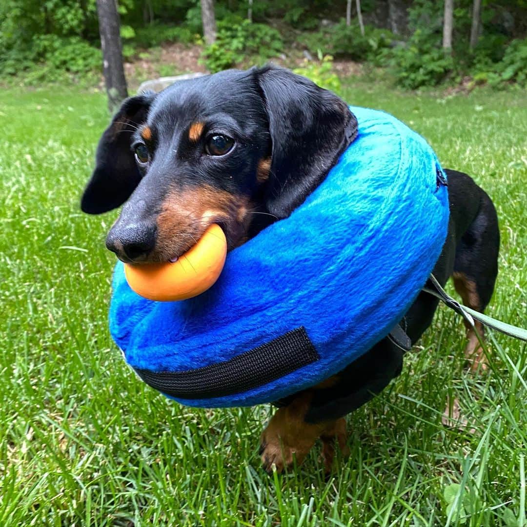 Crusoe the Celebrity Dachshundのインスタグラム：「“Am I allowed to play ball yet?! BTW, new episode coming later today as a little “change of pace”.. (was one we filmed and edited prior to surgery bit just didn’t feel timing was a right to release at that time).” ~ Crusoe」