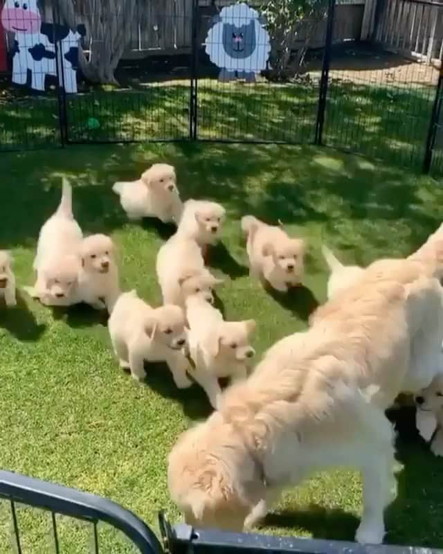 The Critter Havenのインスタグラム：「Play day Video by @two.nauti.pups  #TheCritterHaven」