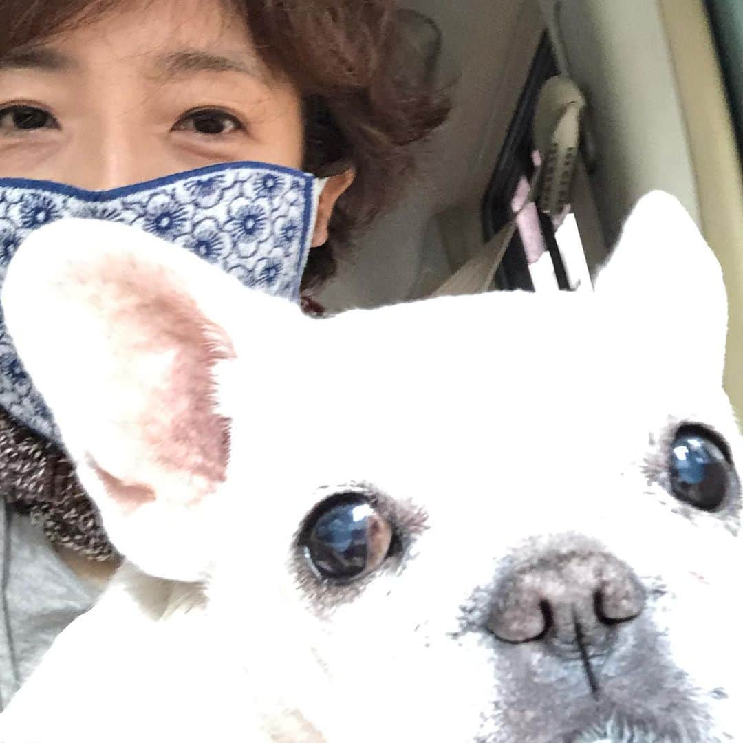 藤田朋子さんのインスタグラム写真 - (藤田朋子Instagram)「白くてハレーション起こしてる犬🐶  #フレンチブルドッグ」6月15日 23時00分 - chiendormant