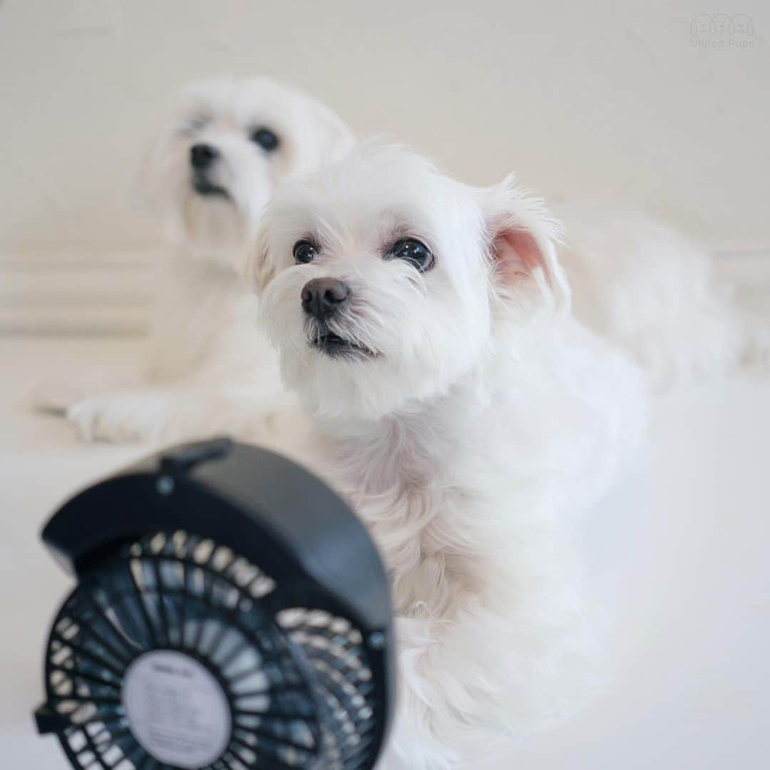 hi.arodさんのインスタグラム写真 - (hi.arodInstagram)「Staying cool cause we wear real fur coats year round 🥵💦 ・・・ #cooldowntime#hotdays#summeressentials#acandfan#ac#fan#electricfan#portablefan#stayingcool#summatime#itstoohot#toohotoutside#toohot#hotoutside#itshotoutside🔥#furcoat#maltese#maltipoo#morkie#maltipom#whitepomeranian#americaneskimo#shihtzu#doginfluencer」6月15日 23時04分 - hi.arod