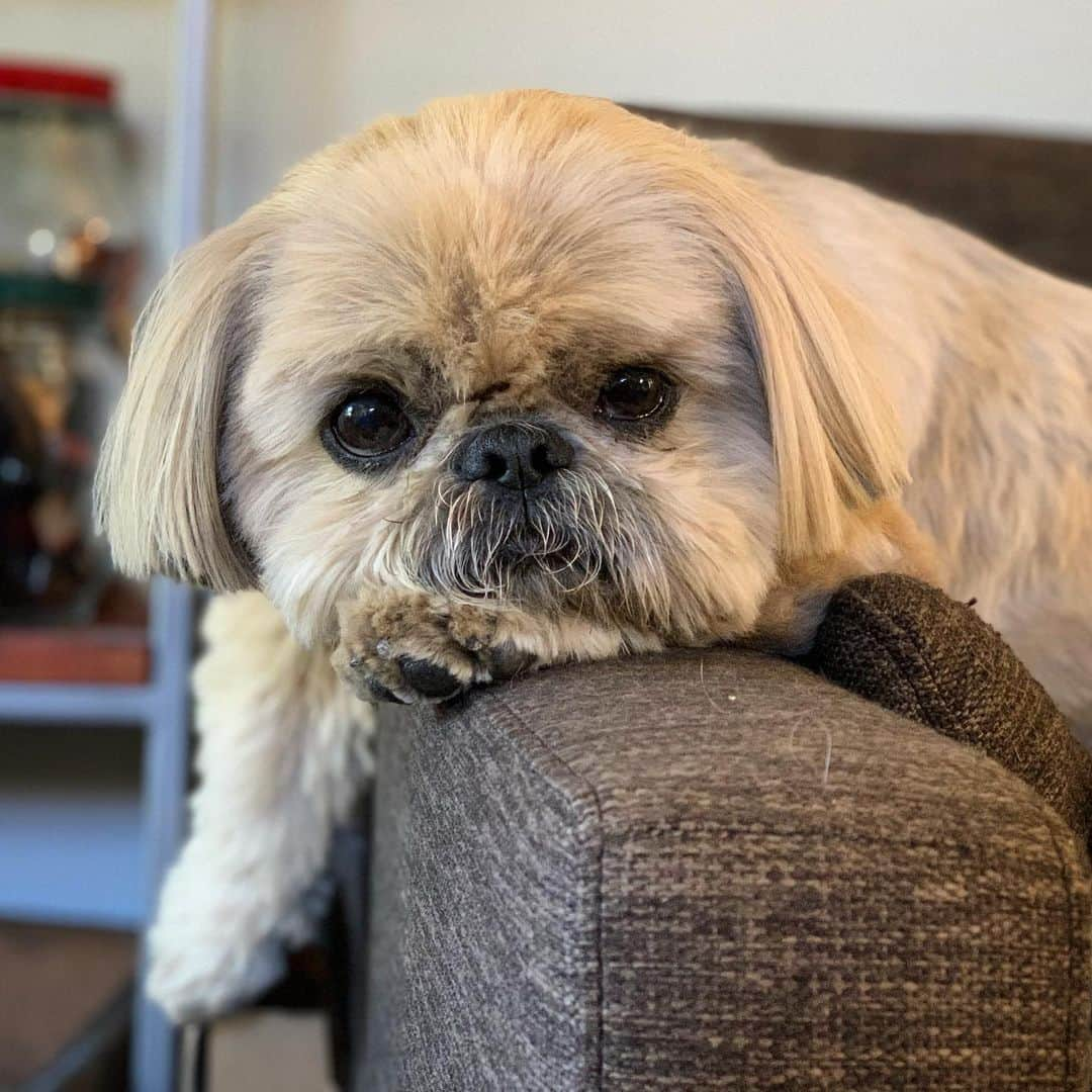 Dougie the Shih Tzuさんのインスタグラム写真 - (Dougie the Shih TzuInstagram)「Perfectly placed paw.」6月15日 23時23分 - dailydougie