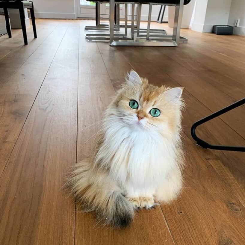 Smoothieのインスタグラム：「Cats make you question your life choices with a single glance.」