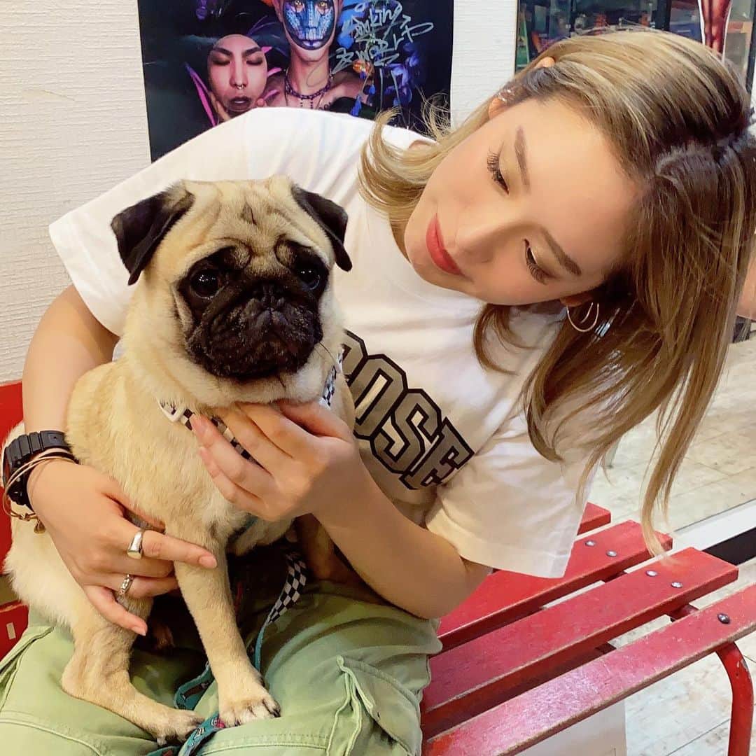 acaneのインスタグラム：「・ やっと #NOBOSE犬 の ゴンちゃんに会えた！！！！ んもうううめっちゃ可愛かった ほんとうにほんとうに🥺❤️笑 ・ 最近動物愛がすごすぎるけん 落ち着きたい🐶🐱❤︎爆 最後のゴンちゃんまで見てね、やばいけん！笑 ・ #ゴン太 #パグ #NOBOSE #もうすぐコラボ服出ます #たのしみすぎ！」