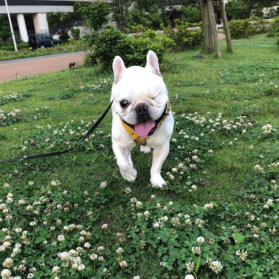 つの丸さんのインスタグラム写真 - (つの丸Instagram)「千葉県民の日である本日、ピートくんが5才になりました！（我が家に来て3年） ピートくんおめでとう！かわいがってくれたみなさんありがとう！そしてドンちゃんありがとう！ #frenchbulldog #frenchbulldoglife #frenchbulldoglove #frenchbull」6月15日 23時35分 - ge_ha_mob
