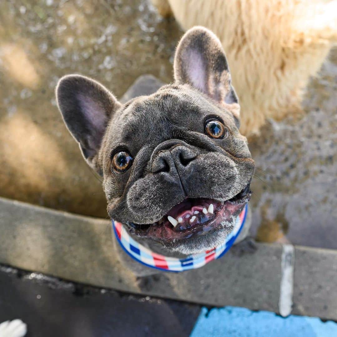 The Dogistさんのインスタグラム写真 - (The DogistInstagram)「Winston, French Bulldog (2 y/o), Leroy Street Dog Park, New York, NY • “He snores, farts, and has the world’s best smile.” @winstonthefrenchiee_」6月15日 23時42分 - thedogist