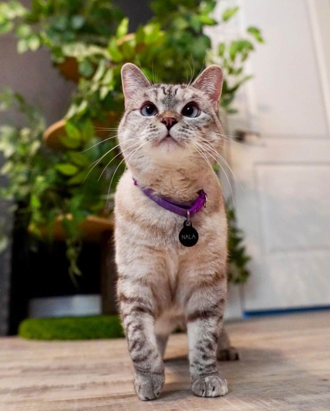 nala_catさんのインスタグラム写真 - (nala_catInstagram)「Upgrade your house to a home, just like me! @stainmaster PetProtect™ luxury vinyl flooring offers three installation options: loose-lay flooring, glue-down flooring, and click-to-lock flooring. All three options are easy to install so roll up your sleeves and give your home the upgrade it deserves! #PetProtect #ad」6月15日 23時44分 - nala_cat
