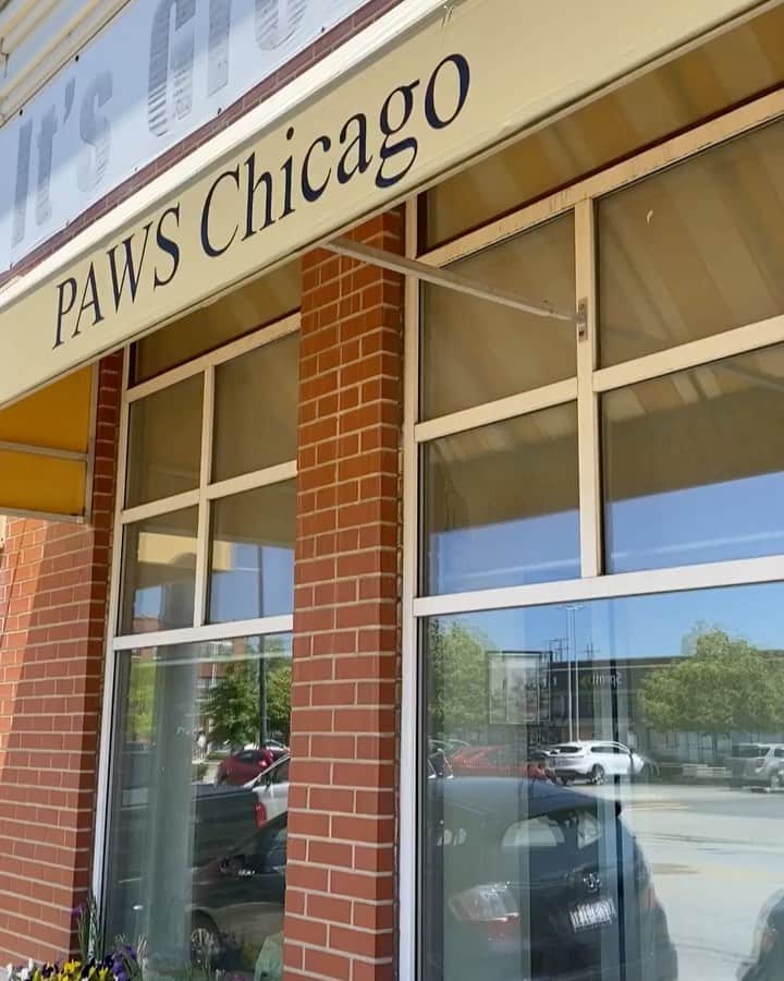 Manny The Frenchieのインスタグラム：「Recently @pawschicago rescued 103 kittens. We wanted donate 200 bags of cat snacks to the rescue for them to to enjoy. Thanks you also to @halopets for partnering with us on this. You can help by going to their website. #cats #kittens #donation」
