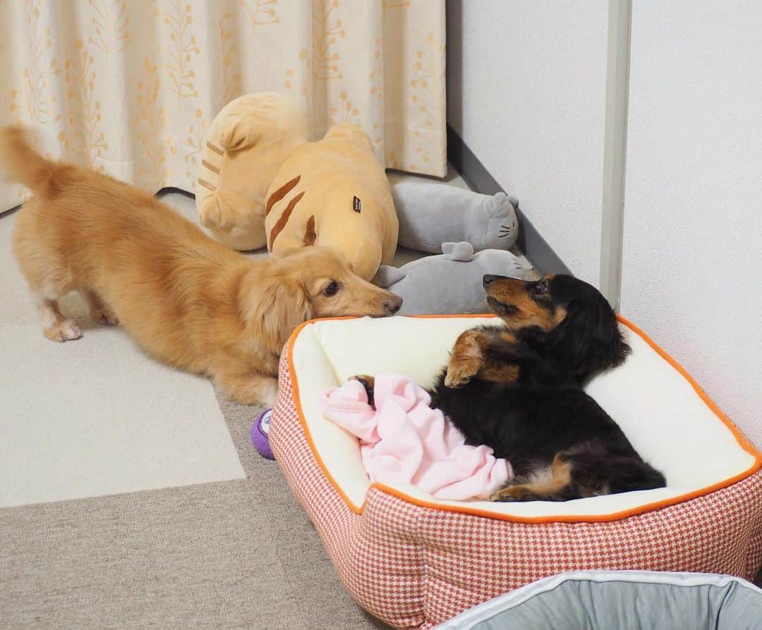 Sora Momoさんのインスタグラム写真 - (Sora MomoInstagram)「わんプロそらともも🐶🐾🐶 ☺︎ おもしろいから写真撮ってたら あっという間にそらがベッドごとももを引っ張って行っちゃってた😳😂😂 ☺︎ #わんプロ#おもちゃくわえて誘うそら#ベッドの上でひっくり返るもも#ぴょんぴょんそら#おててでちょいちょいもも#ベッドごと引っ張る#引っ張られても動じない#毎日笑える#仲良し#そらともも #ダックス#ミニチュアダックス#ダックス多頭飼い  #dachshund #miniaturedachshund」6月15日 23時55分 - teratera_sorapu_