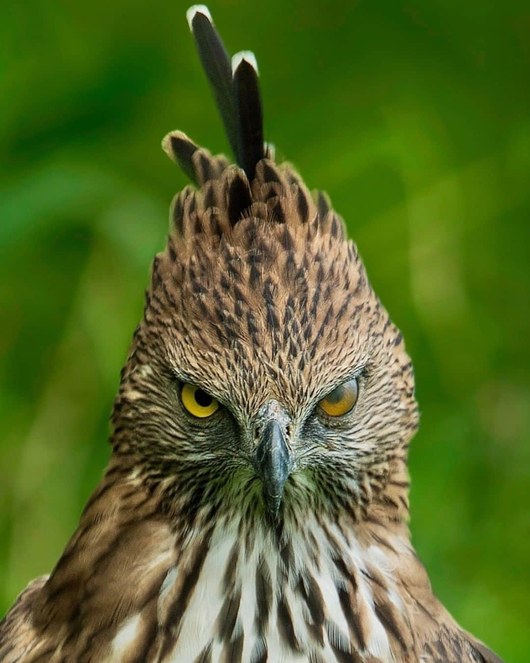 Discoveryさんのインスタグラム写真 - (DiscoveryInstagram)「Humans blink to lubricate their eyes and to protect them from dust and debris.  The image here shows a similar process in a Changeable Hawk Eagle, just that they have a membrane instead of eyelids. Also, the ‘blinking’ of membrane of both eyes may not be synchronized like in humans. . Photo + Caption: Sarosh Lodhi (@saroshlodhi) . #changeablehawkeagle #hawk #birdphotography #birdsofinstagram #angrybirds #blink #naturephotography #wildlife_perfection #naturelovers #animalportrait #lewks」6月16日 0時14分 - discovery