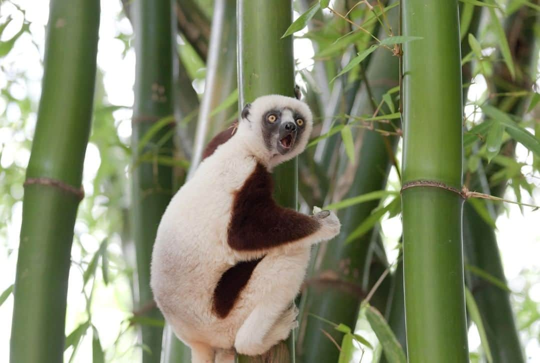 アニマルプラネットさんのインスタグラム写真 - (アニマルプラネットInstagram)「This little guy's got hops! Whether moving through the trees or on the ground, Coquerel's sifaka are great jumpers. In fact, they can jump nearly 40 feet to move from one tree to another! . . #hippopotamus #wildlifelover #wildlifeprotection #wildlifeonearth #giraffelove #pangolins #wildlifelovers #wildlifeconservation #animals #lemurs #madagascar #madagascarmondays #photooftheday」6月16日 1時00分 - animalplanet