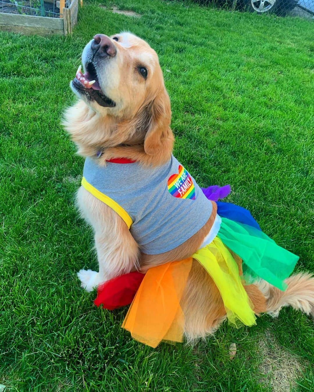 モヒートさんのインスタグラム写真 - (モヒートInstagram)「🏳️‍🌈 thanks #supremecourt for doing what’s right today 💜🌈 this calls for another appearance of my rainbow tutu. Have you ever seen anything cuter? The answer is no. #pridemonthpuppo #pride #pridemonth #rainbow ------------------------------- #chewy #goldensofig #goldenretriever  #goldenretrieversofinstagram #betterwithpets #dogsofig  #dogsofinstagram #fluffypack #gloriousgoldens #welovegoldens #ilovemydog #goldenlife #bestwoof #ProPlanDog #ilovegolden_retrievers #mydogiscutest #retrieversgram #dogsofcle」6月16日 1時09分 - mojito_rose_family