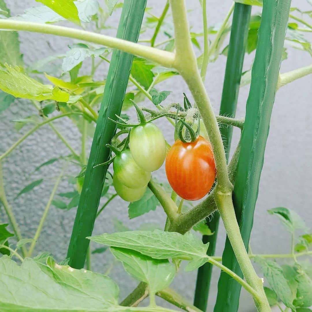 七海ひろこのインスタグラム：「ベランダのミニトマトが赤くなってました！ 夏の赤色🍅 臨戦態勢、というかもう前のめってつんのめってしまいそうですが。 心は赤く青く、バーニングデザイヤです。がんばるのみです。  #ベランダ菜園トマト #家庭菜園プランター #かていさいえん #かていさいえんはじめました #かていさいえんのプチトマト #ミニトマト栽培 #ミニトマト大好き #よく育ったね #ありがとう #幸福実現党 #幸福 #七海 #七海ひろこ」