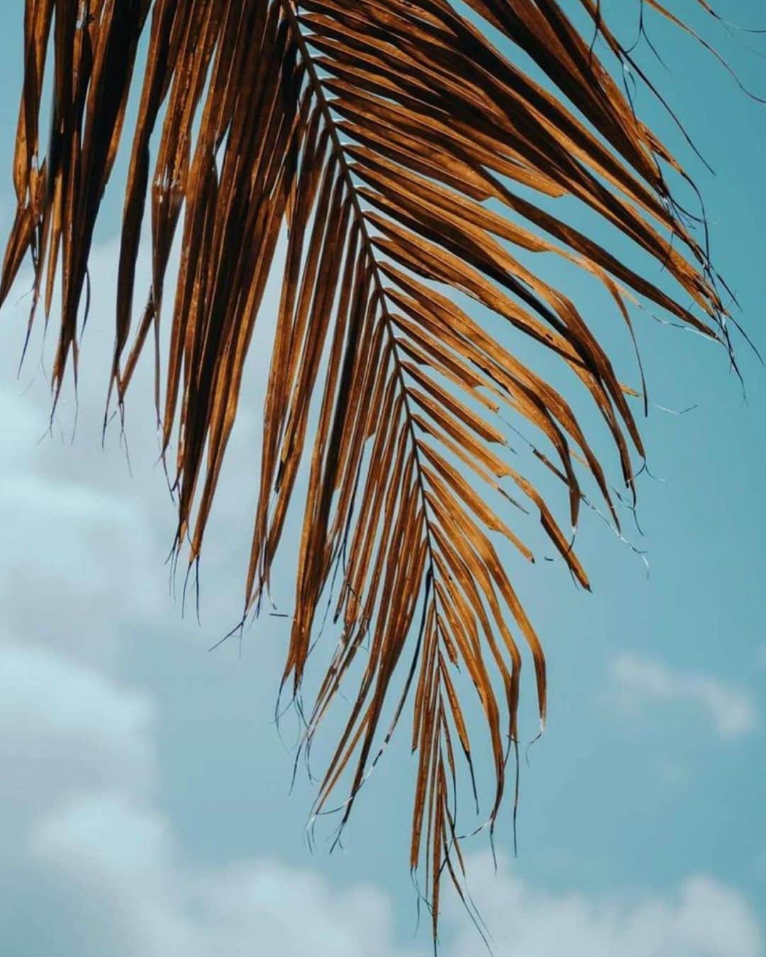 はなざわあさこさんのインスタグラム写真 - (はなざわあさこInstagram)「おやすみなさい♥ #ishigaki #okinawa #石垣島 #沖縄 #椰子の葉 #八重山椰子 #skyblue #beachlife #ビーチ #palmtrees」6月16日 1時36分 - asakohanazawa