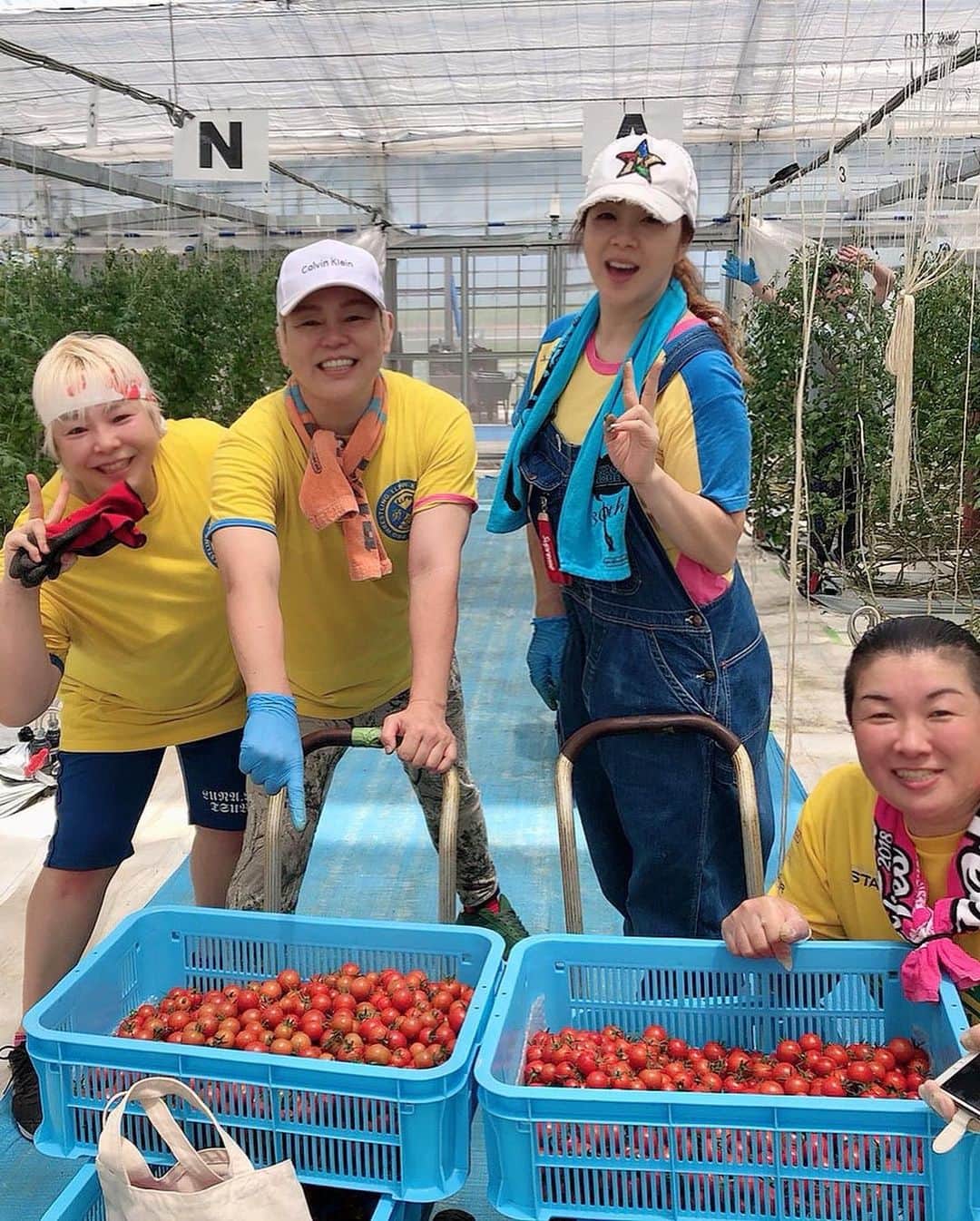井上貴子さんのインスタグラム写真 - (井上貴子Instagram)「茨城県美浦村「一農」さんに 高濃度トマトの苗植えに❣️ 一から農業。一生農業。  会社のモットーだそうで。 それはそれは すっばらしいトメートー🍅  甘くてコリっとしてて。  神秘的なトマト。  一からプロレス。一生プロレス。  あ。 ちょっと違うか…💦 でも でも でも そんな感じで そんな表現に近い感じで これまでプロレスラーやってきた。  これまでやってきたキャリアに キズをつけるつけないは 置いといて…  これまで応援してきてくれた ずーーーっと信じて付いてきてくれたファンのみんなを 「あーーーあ。」 って気にさせないよう  昔ファンでした…  とか  ずーーーっとファンでした…  とか  どちらにせよ  は？なにそれ？  そんなことやってんのかよー みたいな思いだけはさせたくない。  このトマトのように 神秘的な存在でいたい。  井上貴子として進化を遂げる。  Happyで^ ^  コロナ問題に携わる 全ての皆様。  心から 感謝しています。  #井上貴子  #LLPWX #女子プロレス #紅緒と柊音 #トイプードル #一農 #一から農業一生農業 #一からプロレス一生プロレス #神秘的なトマト #イチナナ配信 #感謝 #STOPCOVID19」6月16日 1時47分 - takaco_inoue
