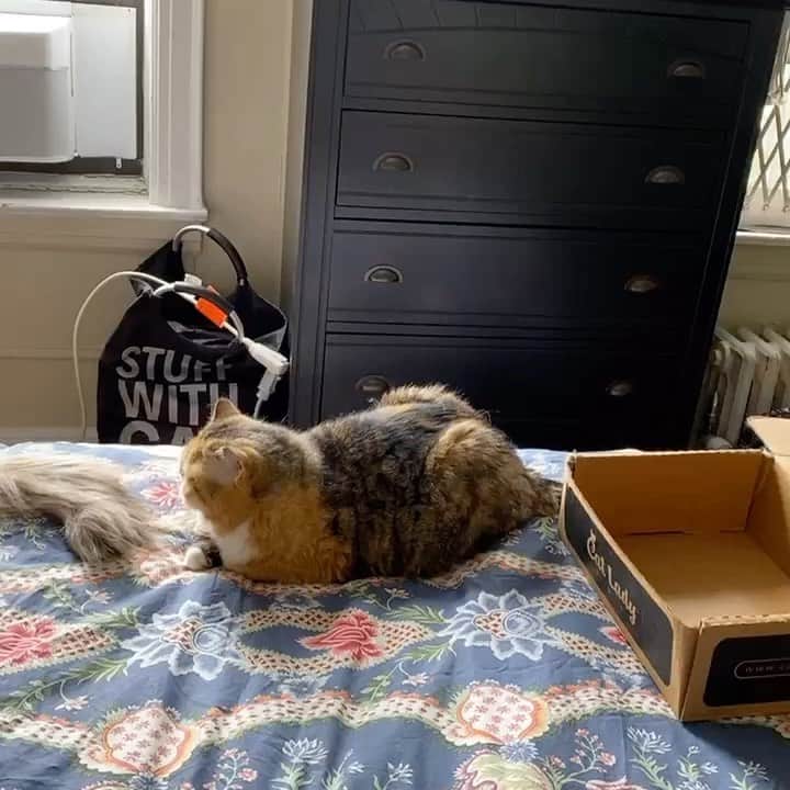 Tinaのインスタグラム：「A queue of cat loaves 😸🍞」