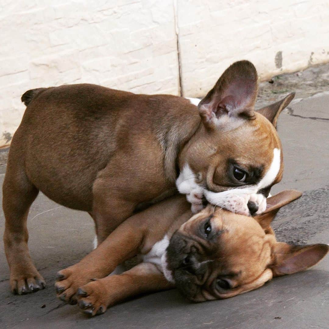 Regeneratti&Oliveira Kennelさんのインスタグラム写真 - (Regeneratti&Oliveira KennelInstagram)「These two just made Monday so much better 🥺😍. . . . . . . #frenchbully #frenchielove #dogsandpals #frenchbulldogs #weeklyfluff #french_bulldogs #dogsofinstagram #dogsofinsta #puppiesofinstagram #puppylove #instadog #frenchie #frenchiesofinstagram #frenchielove #love #dailybarker #squishyfacecrew #frenchieoftheday #dogoftheday #lovemydog #frenchiegram #cutenessoverload #dog_features #frenchieringer #mydogiscutest #instapuppy #frenchielife」6月16日 2時27分 - jmarcoz