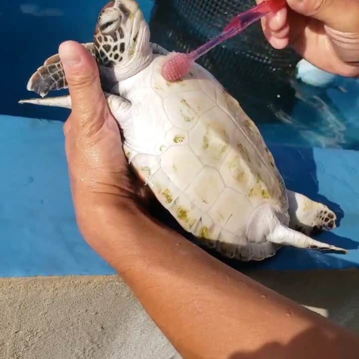 WildLifeのインスタグラム：「By @ogasawara_marine_centre Turtle cleaning! 🛀 かめ磨き！天気も良くカメさんも気持ちよさそう！🏝🏝 Why do we do this? Build up of algae and other waste can lead to skin disease so it’s important that we clean their shells often!  The brown and green on the turtles are a mix of algae and water scales.  #小笠原 #かめ #ウミガメ  #turtle #sea #seaturtles #conservation #wildlifephotography #ogasawara #ogasawalove」