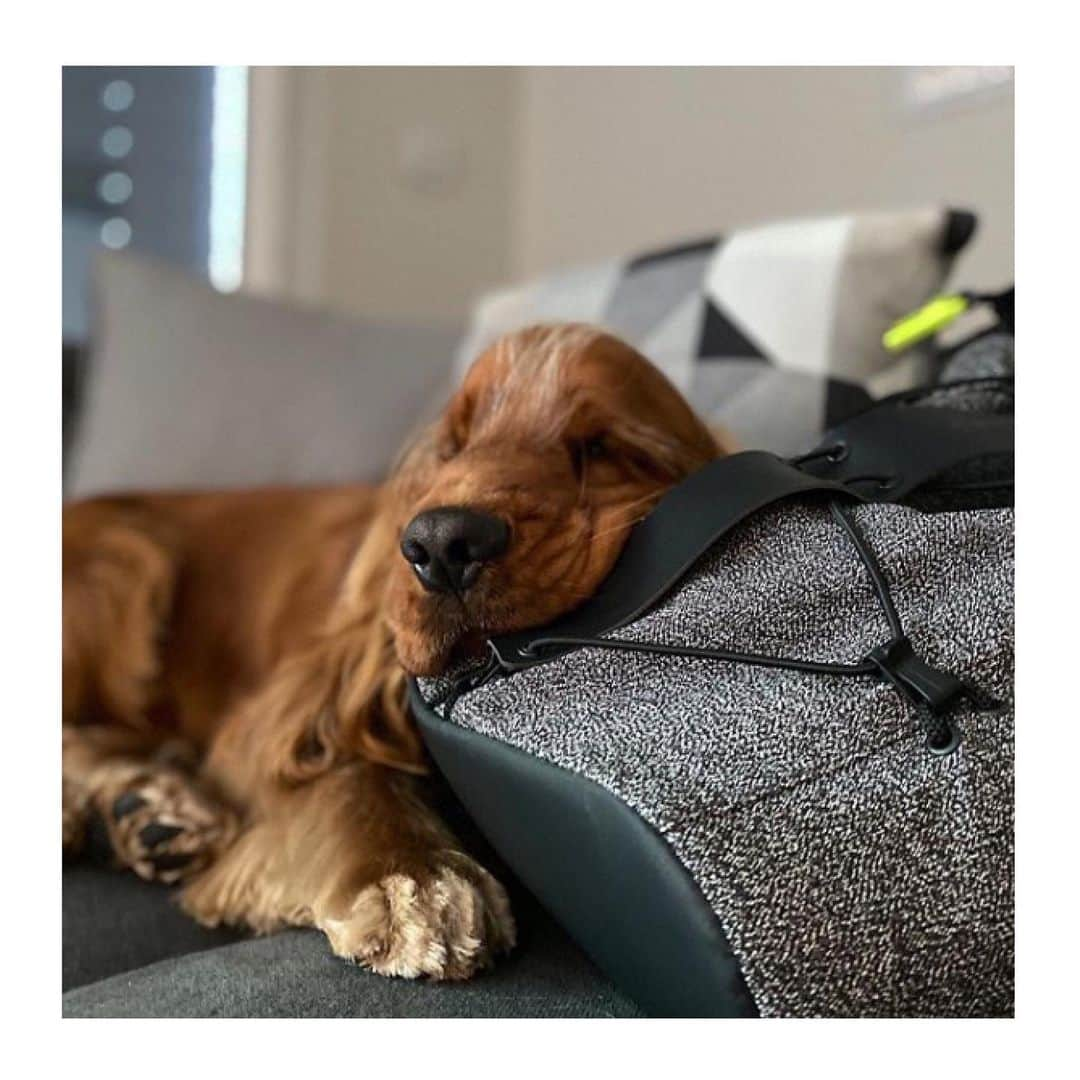 XD Designさんのインスタグラム写真 - (XD DesignInstagram)「Benny loves the Urban backpack — it’s just as comfy as a pillow! #sleepyhead 🐶💤 ⠀⠀⠀⠀⠀⠀⠀⠀⠀ ⠀⠀⠀⠀⠀⠀⠀⠀⠀ ⠀⠀⠀⠀⠀⠀⠀⠀⠀ ⠀⠀⠀⠀⠀⠀⠀⠀⠀ ⠀⠀⠀⠀⠀⠀⠀⠀⠀ ⠀⠀⠀⠀⠀⠀⠀⠀⠀ ⠀⠀⠀⠀⠀⠀⠀⠀⠀ ⠀⠀⠀⠀⠀⠀⠀⠀⠀ ⠀⠀⠀⠀⠀⠀⠀⠀⠀ ⠀⠀⠀⠀⠀⠀⠀⠀⠀ ⠀⠀⠀⠀⠀⠀⠀⠀⠀ @benny_thecocker thanks for sharing this 😍 ⠀⠀⠀⠀⠀⠀⠀⠀⠀ ⠀⠀⠀⠀⠀⠀⠀⠀⠀ ⠀⠀⠀⠀⠀⠀⠀⠀⠀ ⠀⠀⠀⠀⠀⠀⠀⠀⠀ ⠀⠀⠀⠀⠀⠀⠀⠀⠀ ⠀⠀⠀⠀⠀⠀⠀⠀⠀ ⠀⠀⠀⠀⠀⠀⠀⠀⠀ ⠀⠀⠀⠀⠀⠀⠀⠀⠀ ⠀⠀⠀⠀⠀⠀⠀⠀⠀ #MadeforModernNomads 🙌⠀⠀⠀⠀⠀⠀⠀⠀⠀ • • • #xddesign #bobbybackpack #bobbyurban #xddesignbackstory #xddesignbobby #cutproof #backpackbuddies #antitheftbag #antitheft #urbanbackpack #antitheftbackpack #camerabag #photooftheday #modernnomad #gadgetlover #travelcommunity #gotyourback #photographer #digitalnomad #thetraveltag #unumfam #sweetdreams #sleepypuppy #doglife #macedonia」6月16日 3時23分 - xddesign