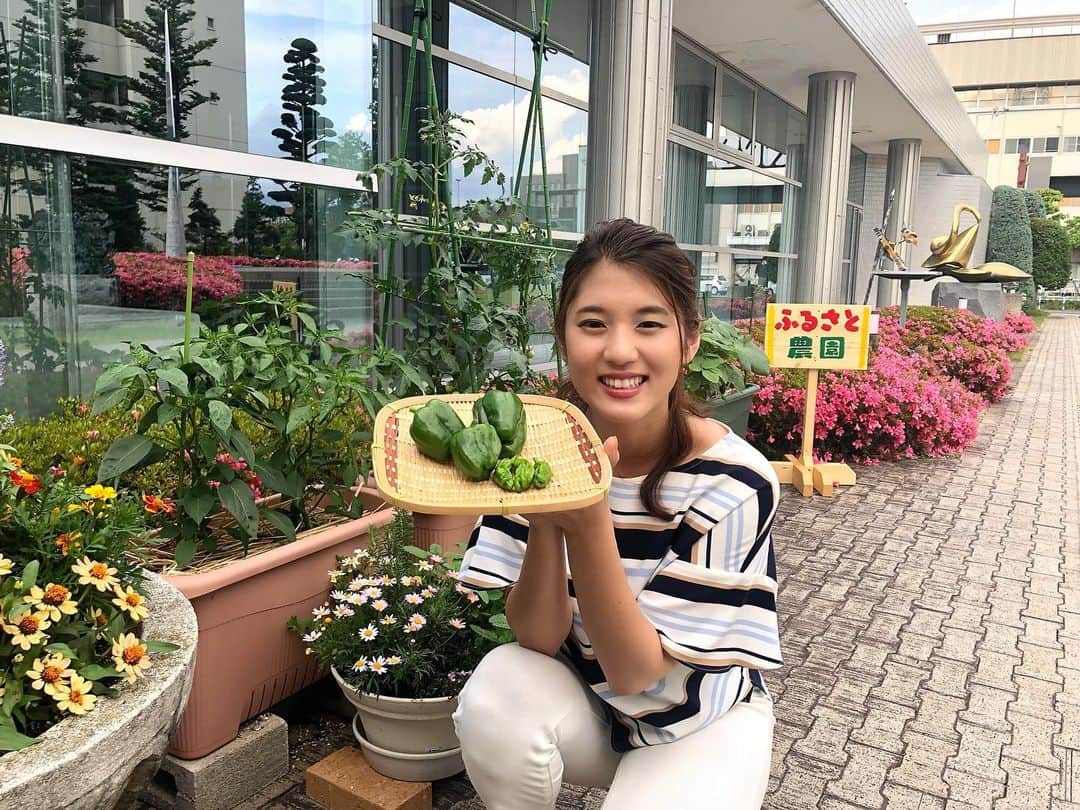 汾陽美樹のインスタグラム：「. NBSの前庭で始めた🍅ふるさと農園🍅 昨日ついに！ ふるさとスタッフみんなで育てた ピーマンとししとうを収穫しました✨ 立派に成長してくれました☺️👏 自分たちで育てると嬉しさ倍増ですね💕 収穫の様子は17日(水)のふるさとライブで！ . ミニトマトは少しずつ色づいてきました🍅 ナスもふっくら🍆 そろそろ収穫できそう〜♩ . #長野放送  #ふるさとライブ #ふるさと農園 #ピーマン #ししとう#ミニトマト  #ナス #サツマイモ #オクラ #枝豆 #アナウンサー #汾陽美樹」