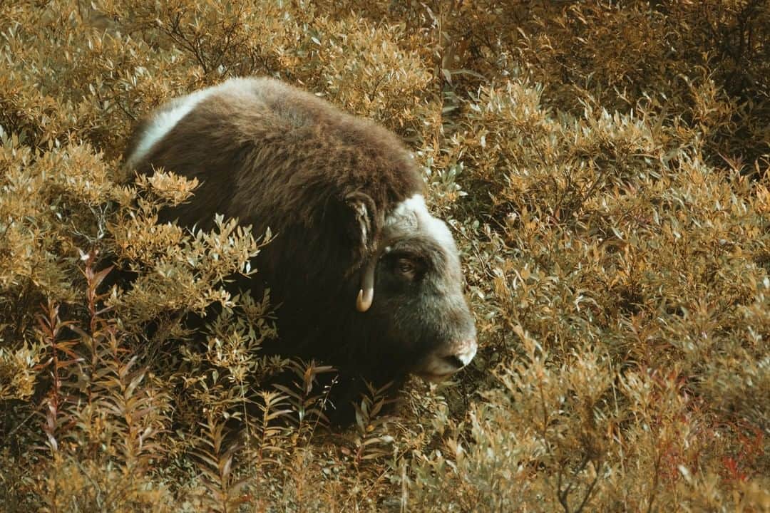 National Geographic Travelさんのインスタグラム写真 - (National Geographic TravelInstagram)「Photo by @kiliiiyuyan | A young musk ox browses in the deep willows in coastal northwest Alaska, putting on weight and fat for the coming winter months. Willow shrubland like this is critical for many Arctic animals. Follow me @kiliiiyuyan for more from the far north. #arctic #alaska #muskox」6月16日 13時09分 - natgeotravel
