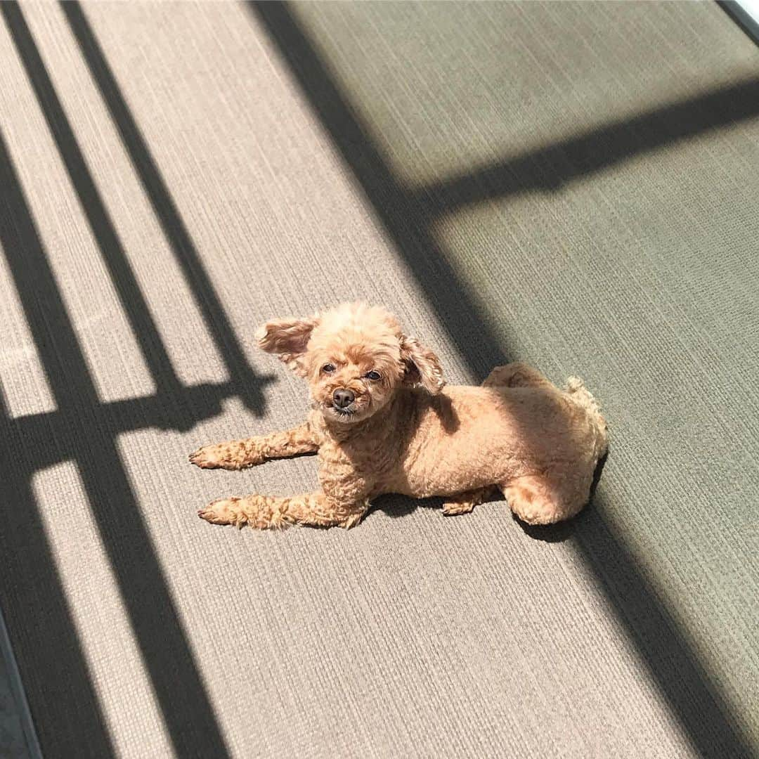 棚橋弘至さんのインスタグラム写真 - (棚橋弘至Instagram)「ベランダのハナ。 #日向ぼっこ犬 #toypoodle」6月16日 13時10分 - hiroshi_tanahashi