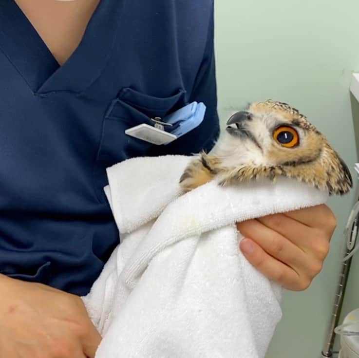 GEN3 Owlのインスタグラム：「ガルー、動物病院に行った時の様子をYouTubeに投稿したのでまた見てね👍 @genz64 Garu went to the animal hospital.  Check YouTube.@genz64 #owl #owlgaru」