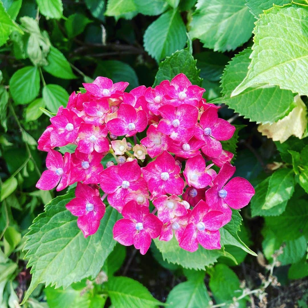 田野倉雄太さんのインスタグラム写真 - (田野倉雄太Instagram)「道で色んな紫陽花を見かけ  ちょうど去年の今頃はドラマ「俺のスカートどこ行った？」の撮影してたなと  いただいた番組グッズは大切に保管しております🙇‍♂️ In Japan, hydrangeas bloom in June and it  reminds me of the TV show I was in about this time last year.  #俺のスカートどこ行った #俺スカ #お疲れいんぼー #ドラマ #紫陽花 #hydrangea #ジェイアイプロモーション  #田野倉雄太」6月16日 13時12分 - tanokura_yuta_official