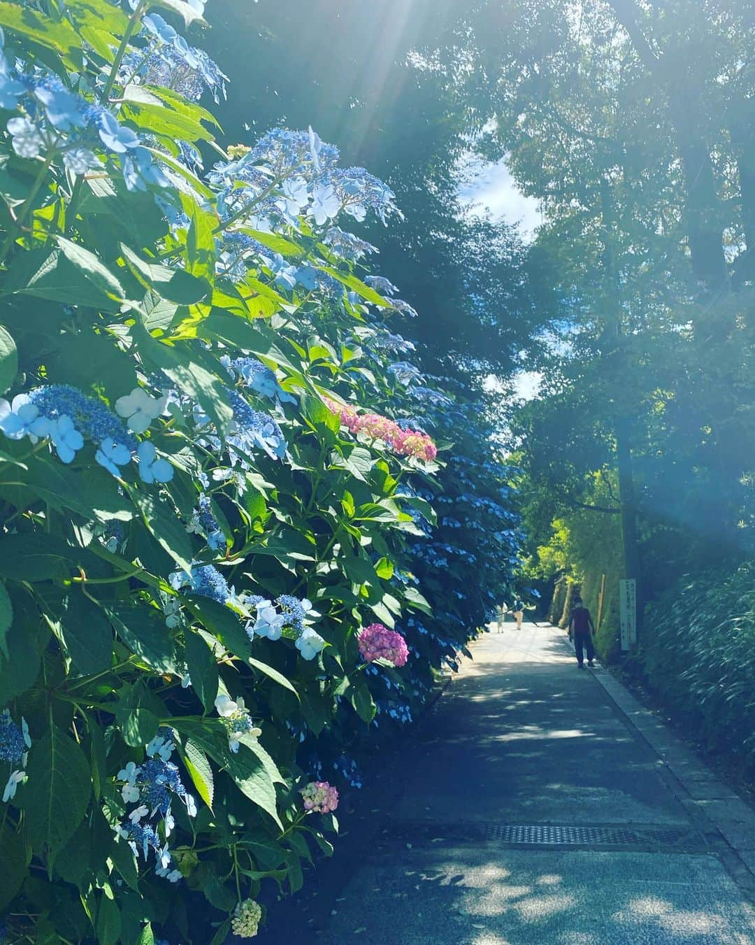 若林理紗さんのインスタグラム写真 - (若林理紗Instagram)「蒸し暑い日が続いています☀️ ﻿ 変わらずマスクは必需品ですが、﻿ 水分補給をこまめにするなどして﻿ どうぞ身体にお気をつけください。﻿ ﻿ 数年前から始めたピラティス。﻿ おなかが引き締まったり肩こりが軽減したり﻿ 嬉しいことがたくさんあるのですが、﻿ 何よりも喜びに感じているのは、﻿ 自分の身体と対話するようになったことです。﻿ ﻿ 喉が乾きやすいかな？﻿ いつもより呼吸が浅いかな？﻿ 今日はおなかがはっているな、など。﻿ ﻿ 気にしすぎるのもよくありませんが、﻿ コロナにしても熱中症対策にしても﻿ 自分の身体に耳を傾けてあげてください🙏🏻✨﻿ ﻿ ﻿少しは涼しい気持ちになるかな？と 実家近くの紫陽花と大きな木です🌳  #マスク  #熱中症予防  #ピラティス」6月16日 13時27分 - lisawakabayashi