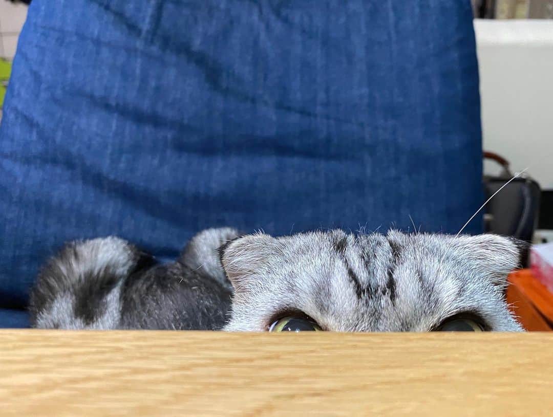 Shishi-maruのインスタグラム：「🐱Cat sunrise﻿ 🐱猫日の出﻿ ーーーーーーーーーーーーー﻿ 🌺「渋ネコ ししまるさん」ねこのきもちWEB MAGAZINE にて毎週金曜日エッセイの連載中﻿ ーーーーーーーーーーー﻿ 📕「ぷっちねこ。」「3匹のちいさな猫を召喚できたなら」「ちいさな猫を召喚できたなら」徳間書店より単行本発売中﻿ ーーーーーーーーーーー﻿ ⭐︎ねこ漫画→@tacos_cat﻿ 🌺Twitter →@taco_emonemon﻿ ーーーーーーーーーーー」