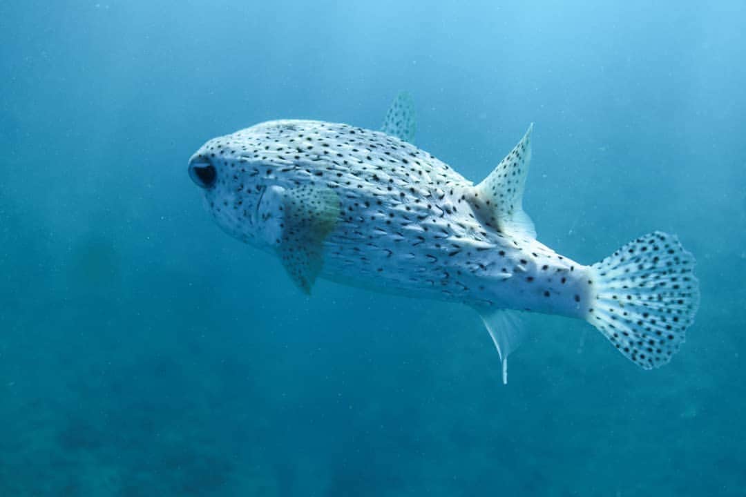 And Youさんのインスタグラム写真 - (And YouInstagram)「DID YOU KNOW: Pufferfish have poisons in their skin that would kill a human if we at them, but dolphins have been seen biting pufferfish and playing with them. Some people think they might be getting a buzz from the neurotoxins, but it's never been proven. 🤪. ​. ​. ​. ​. ​. ​#drunk #pufferfish #dolphins #didyouknow #interestingfacts #discoverocean #oceaninfo」6月16日 6時24分 - dolphinsandyou