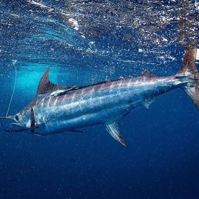 Costa Sunglassesのインスタグラム：「Chasing Granders 📷 : @sport_fish_gallery #SeeWhatsOutThere #BornOnTheWater」