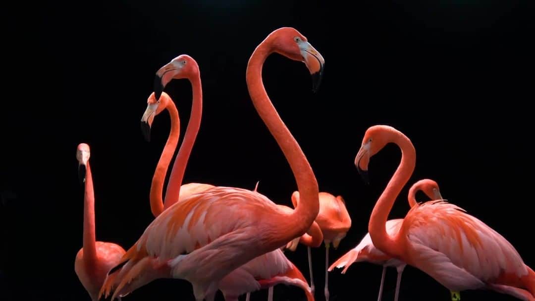 のインスタグラム：「Video by @joelsartore I Found on all continents except Antarctica and Australia, flamingos are one of the most recognized bird species in the world. Flamingos like these @lincolnchildrenszoo live in large colonies, sometimes numbering into the thousands of individuals. In the wild, these colonies often occupy mud flats with nearby estuaries, as this habitat provides the birds with breeding sites as well as abundant sources of food and reduced competition. Follow this flock over to @joelsartore to see more species featured in the Photo Ark. #flamingo #bird #pink #PhotoArk #savetogether」