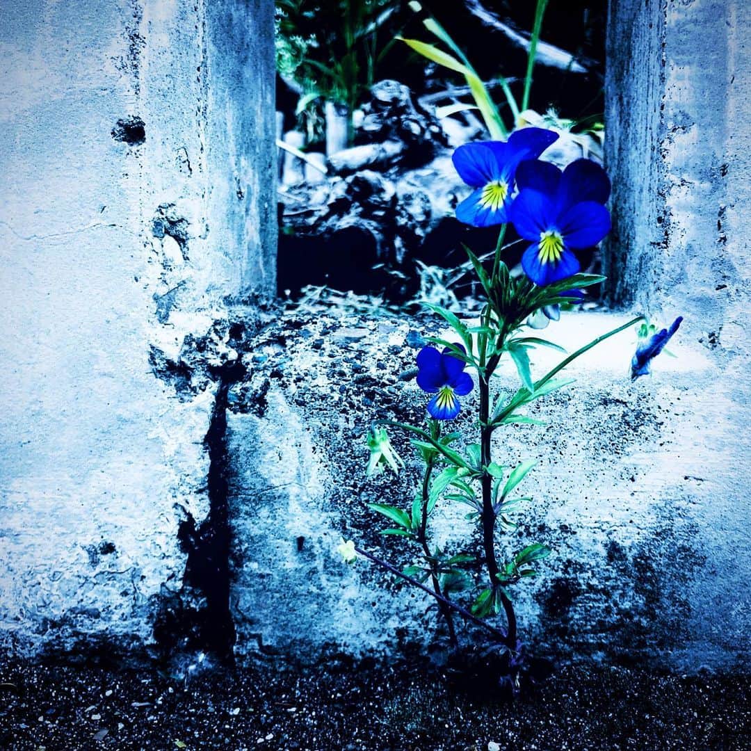 江田由紀浩のインスタグラム：「なんとなく、ちょこんと咲いてるの、良いね。 #青い花 #札幌市西区 #八軒 #散歩」