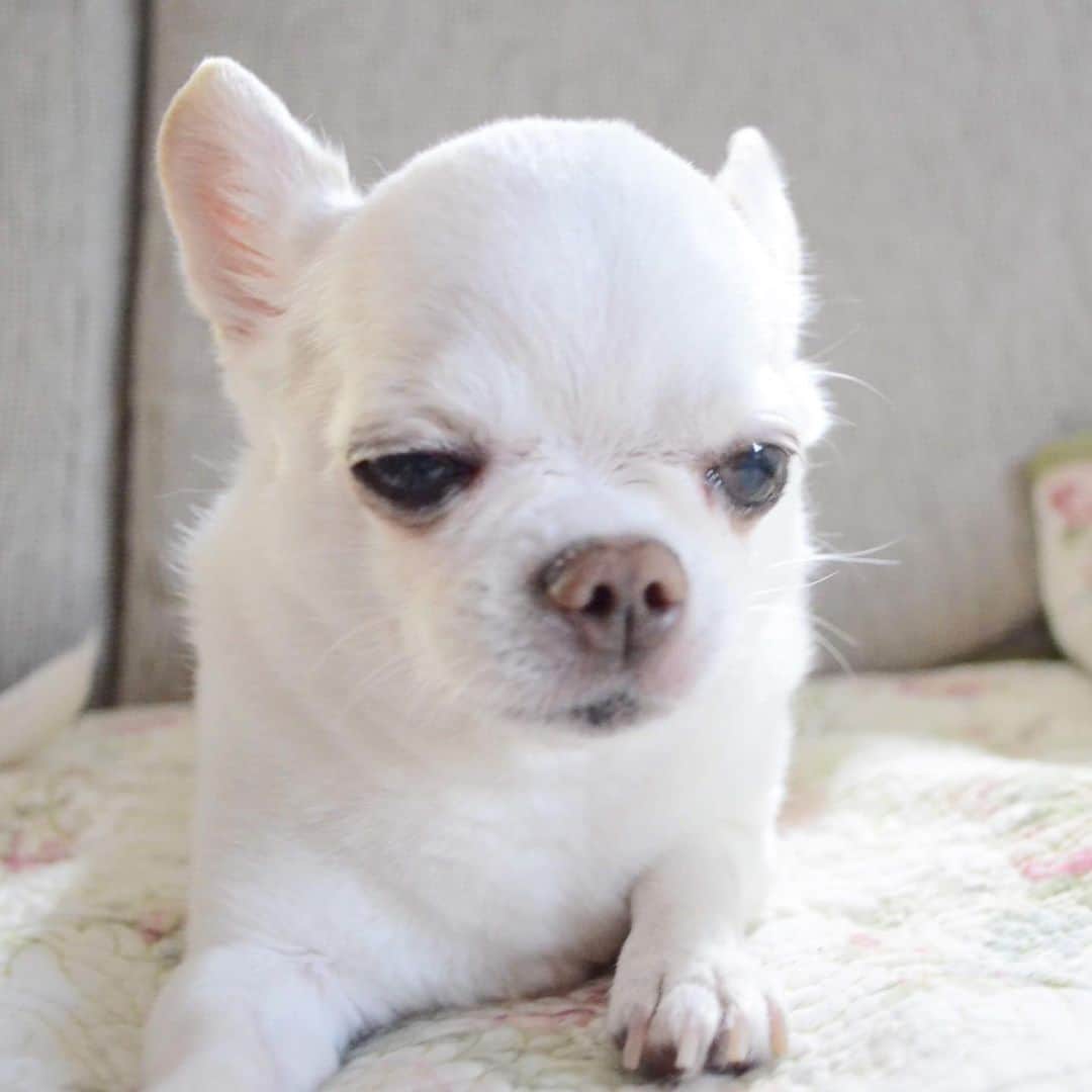 KORIKIのインスタグラム：「おはようございます♪ * #dogofsapporo #dog, #dogs, #dogstagram,#chihuahua,#犬バカ部,#チワワ,#koriki, #hanadog #白スムチ連合会, #スムチー,  #dogofthedayjp, #dogoftheday  #ilovemydog #instadog #instapet #WhiteChihuahua  #吉娃娃 #치와와  #dogsofinstagram #Chihuahualover  #ชิวาวา #チワワの輪 #barkbox #WhiteChihuahuaParty #もふもふモフモフ」