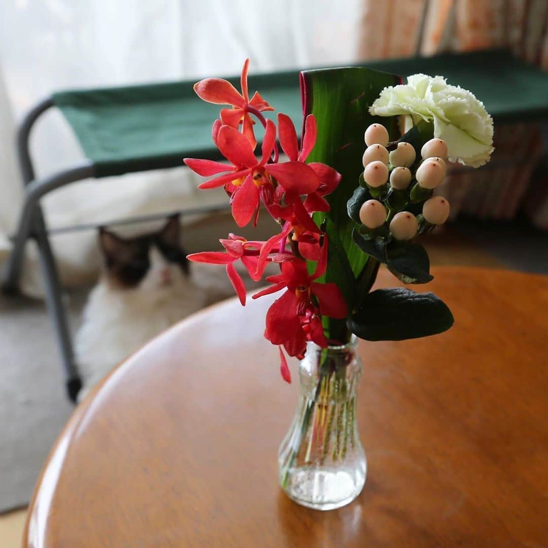 ホタテ＆クラム＆シラスのインスタグラム：「今回はしっとりとした雰囲気のお花たち^ ※赤いお花は百合（蘭？）なので、一輪挿しに入れて猫の手の届かない場所に飾ってあります、ご安心ください^ ^  #bloomeelife  こちらは毎週500円〜でお家にお花が届くサービスで、下記のクーポンコードを利用されると初回が無料になります、是非^ ^ *** クーポンコード：msy1515 ※有効期限：2020年6月30日  https://bloomeelife.com/  @bloomeelife  #cat #neko #ScottishFold #猫 #ねこ #スコティッシュフォールド #ラグドール #Ragdoll #flower  そして投稿者MSY1515より…  猫＋花のコラボでありがたいご心配のお言葉をいた抱いております、当方では猫に対する植物の毒性などは細心の注意を払っておりますのでご安心ください、ご心配を本当にありがとうございます^^ I treat it considering the toxicity of the plant to the cat so please rest assured.」