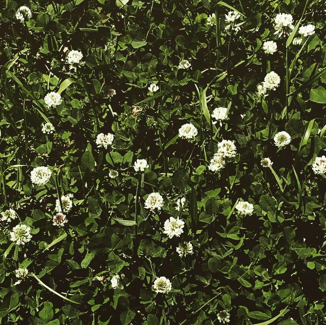紺野千春のインスタグラム：「梅雨の晴れ間🤍 #june#clover」