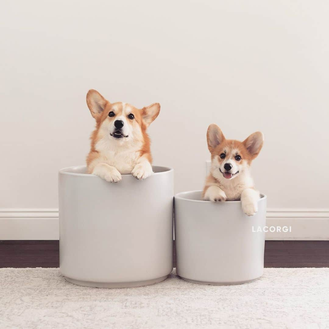 Geordi La Corgiさんのインスタグラム写真 - (Geordi La CorgiInstagram)「For everyone who wanted to know why we decided to name our new pup Scotty: he is named after Montgomery “Scotty” Scott, the chief engineer from Star Trek. Geordi is named after Geordi La Forge, the chief engineer from Star Trek: the Next Generation. So now we have two engineering officers in our family! 🤣🖖⁣⁣ ⁣⁣ Where does your dog’s name come from?」6月16日 7時57分 - lacorgi